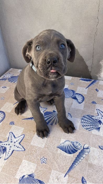 Cane Corso Italiano