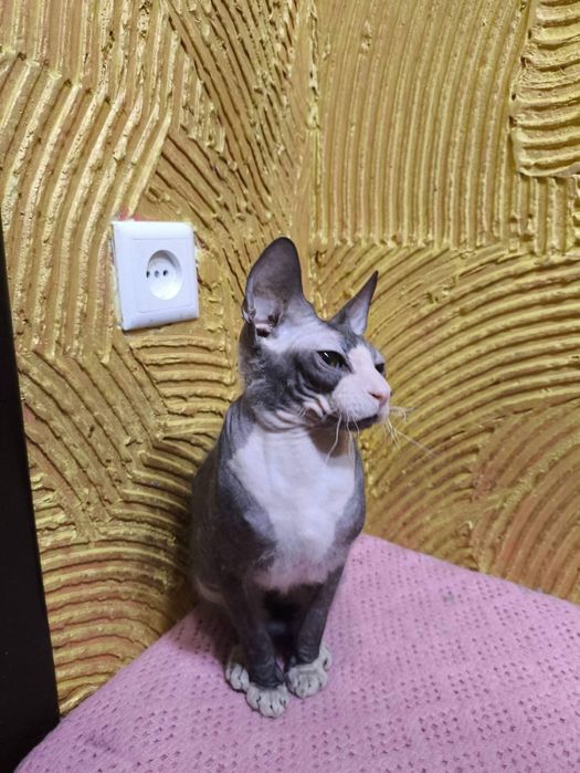 Канадський сфінкс