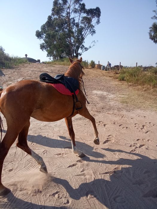 Égua laza 11 anos  cruzada