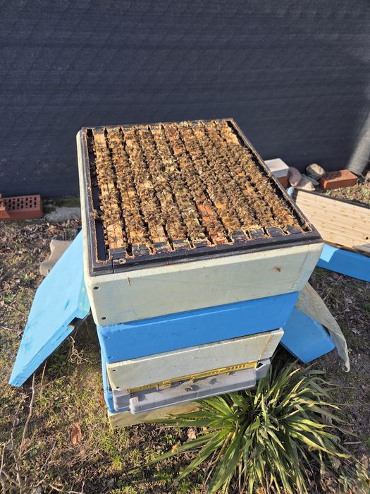 Rodziny pszczele 1/2 dadant