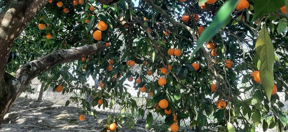 Laranjas biologicas