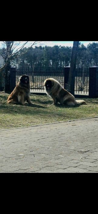 Leonberger szczeniaki