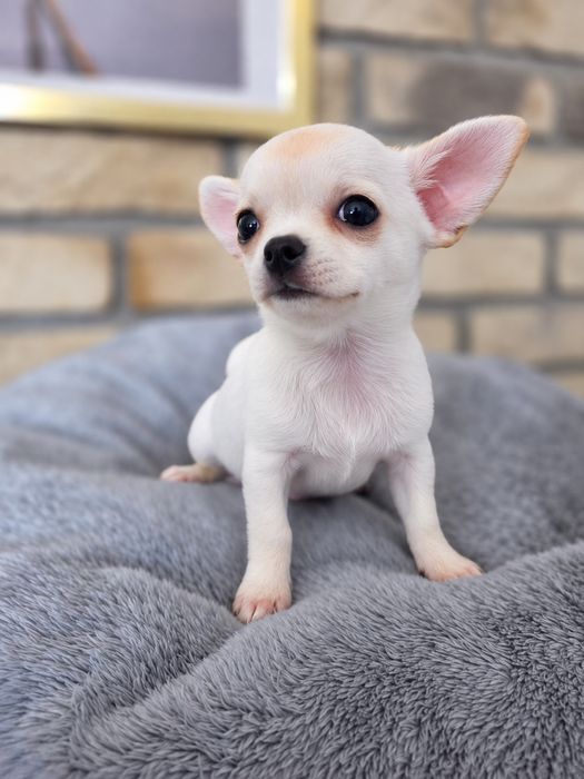 Sliczna suczka  chihuahua zkwp fci