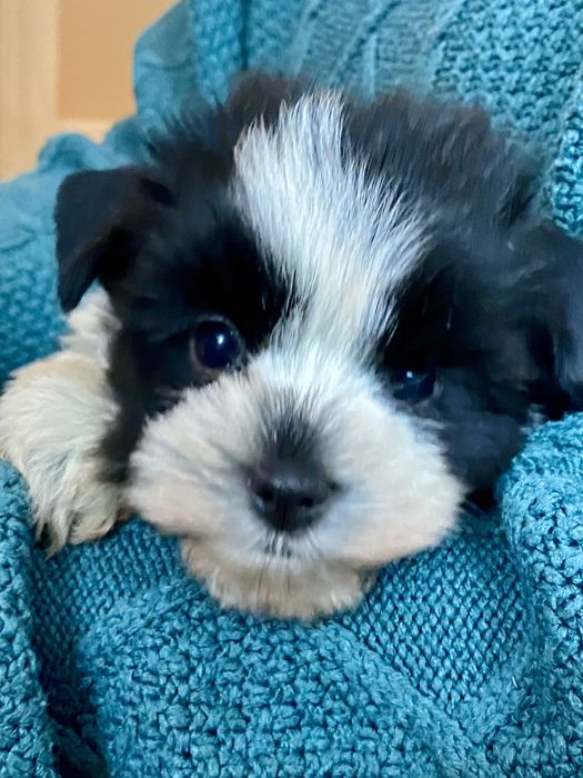 - Yorkshire  Terrier - biewer