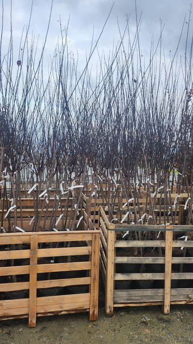 Śliwa wiśniowa Pissardii szczepiona na pniu