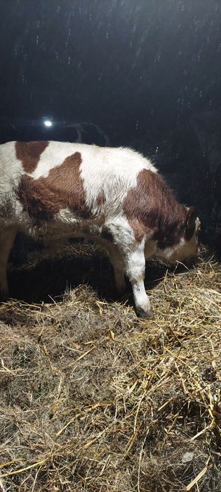 Byczek byk 3 miesiące simental