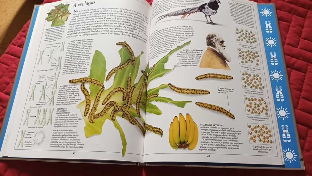 Livro "Vida" - Enciclopédia Visual Ciência