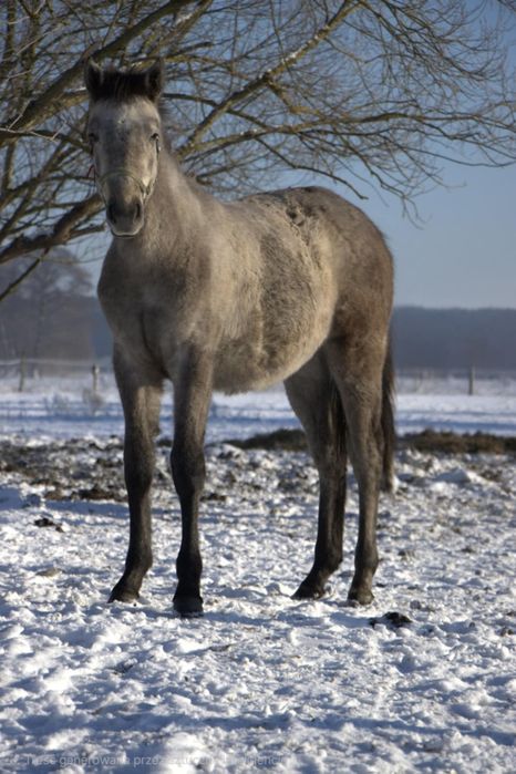 Na sprzedaż Ogierek
