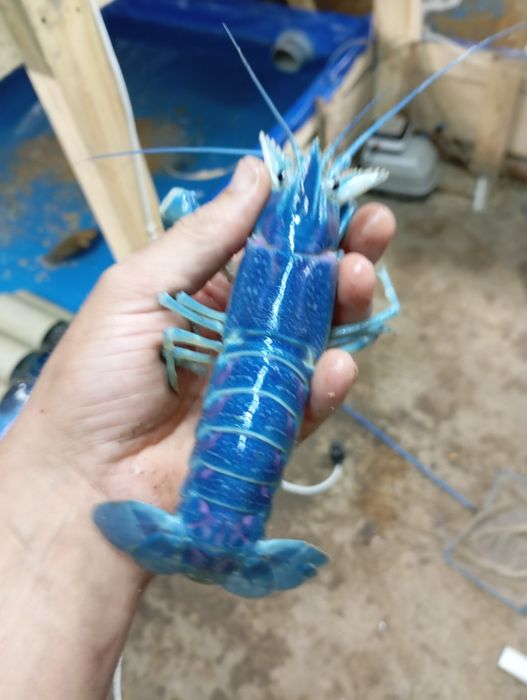 Австралійський рак