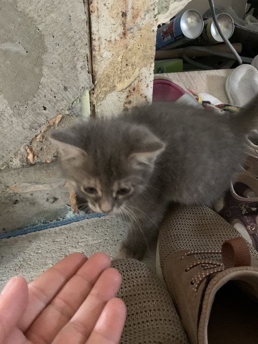 Котики кошенята в добрі руки