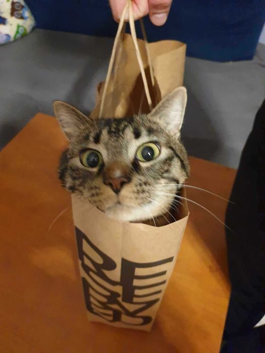 Kot, tygrysek pilnie szuka własnych kolanek