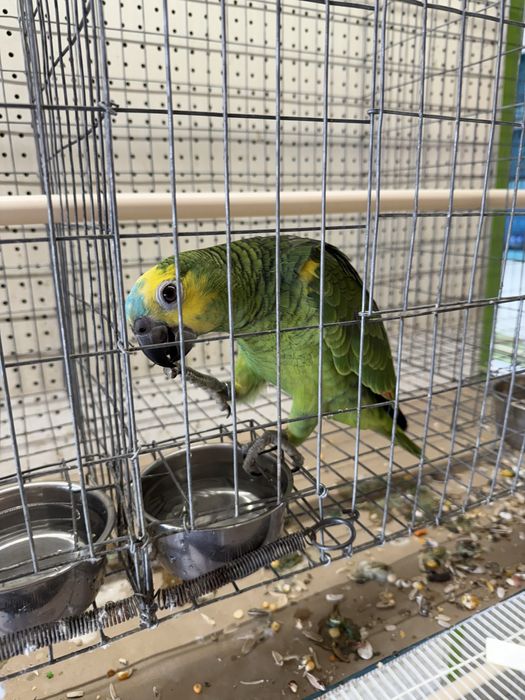 Papagaios novos muito meigos