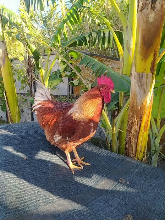 Ovos Galados, Galinhas, do campo.