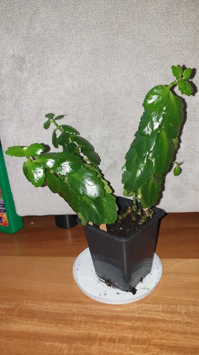 Kalanchoe, rosnące, wysokość 28cm