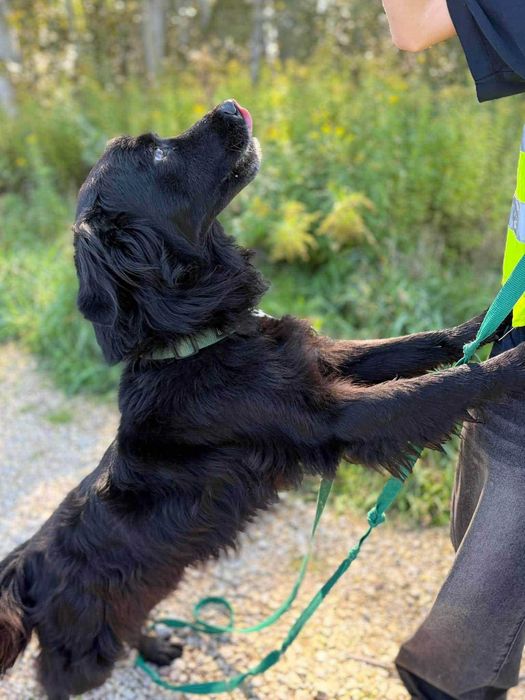 Mini czarny golden Davos do adopcji- pilnie