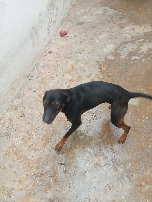 Cão bonito e jovem