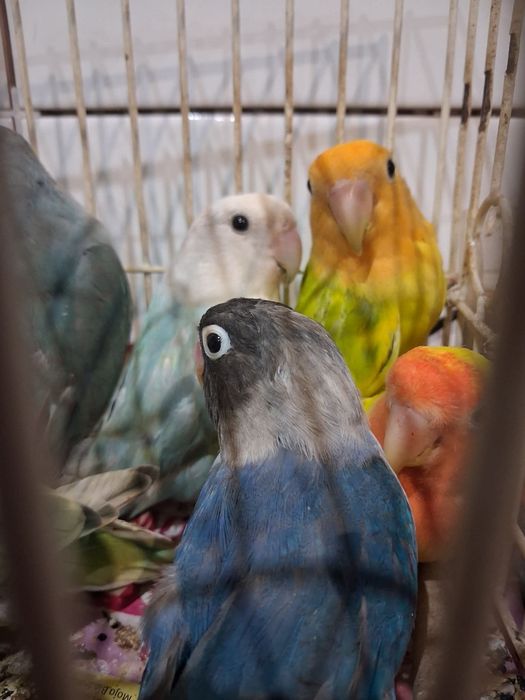 Sprzedam Papugi nierozłączki