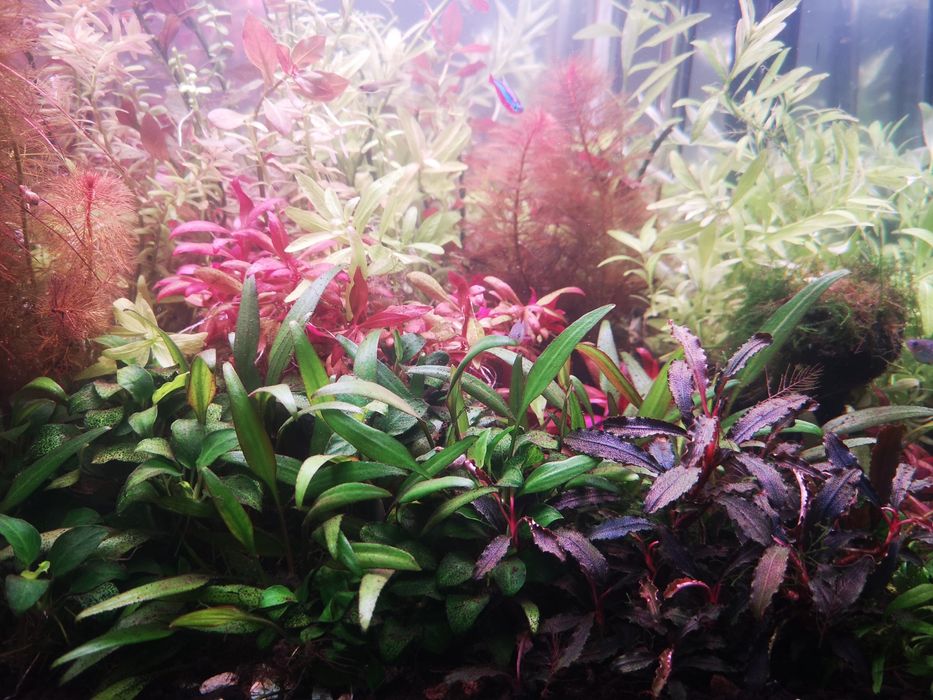 Plantas Aquário - 20 pés Podas de Aquário