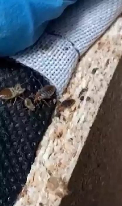 Desinfestacao PERCEVEJOS BARATAS PULGAS TERMITAS