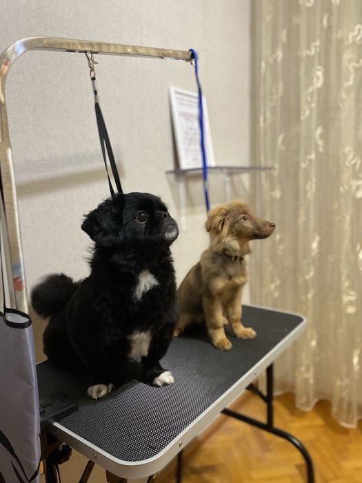 Грумінг стрижка тварин догляд за тваринами. Район автовокзалу.