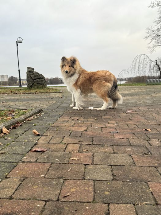 Owczarek szkocki collie ZKWP FCI