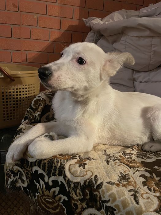 Метис Бельгийской Овчарки