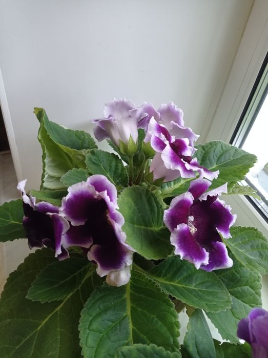 Глоксиния фиолетовая с белой окантовкой