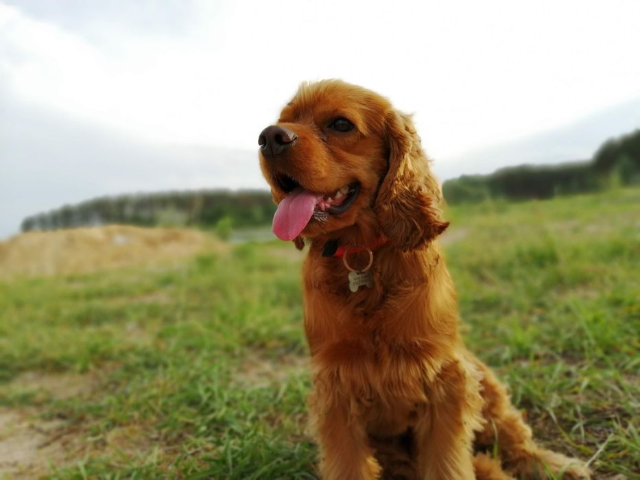 Красивый спаниель ищет невесту!