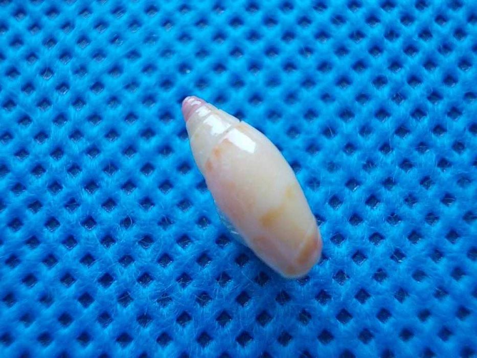 Muszle morskie- Oliva lacanientai