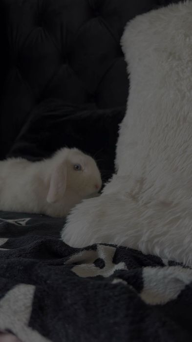 Królik miniaturka