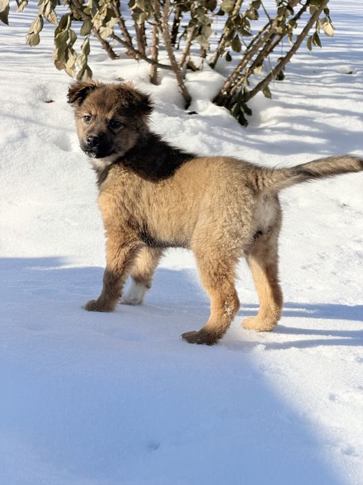 Метис кавказької вівчарки. Безкоштовно.