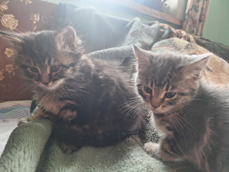 Продаються  котики 1.5місяця дівчинка і хлопчикк