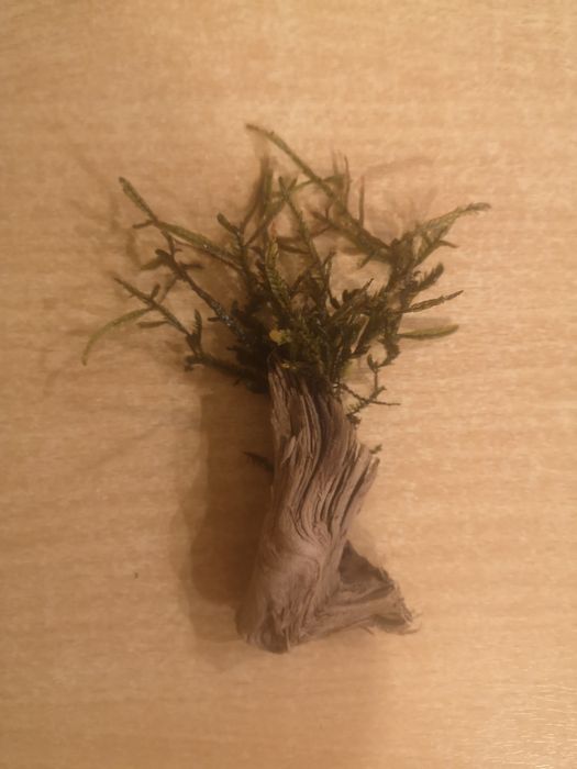 Korzeń mini do akwarium z mchem Giant Willow Moss nr 3