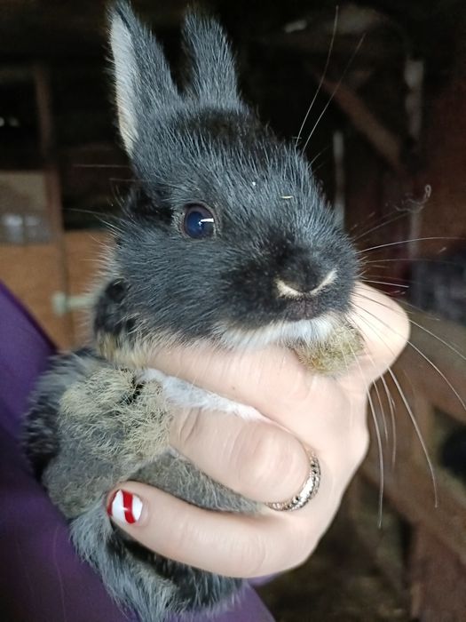 Кролики маленькі і великі