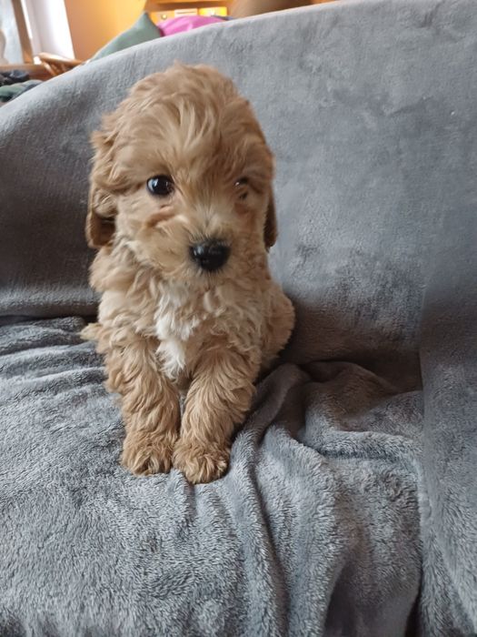Cavapoo f2 karmel Nowy Podleś • OLX.pl