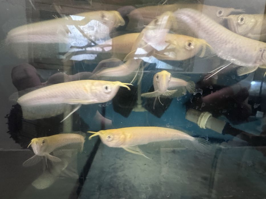 Arowana albino mlode!