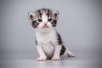 Отдам котят в любящую семью