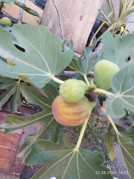 Інжир гранат актинідія