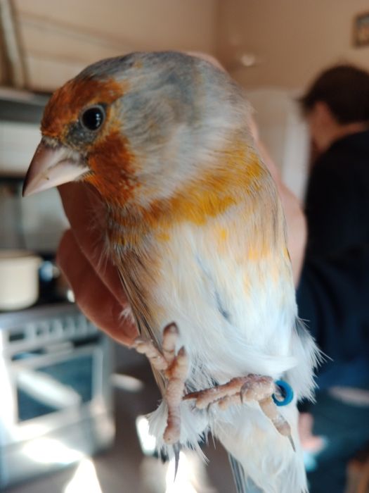 Sprzedam bastardy/kanarki