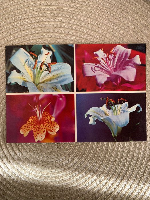 Postal Vintage Lírio branco