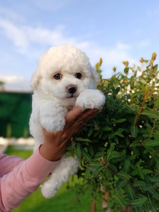 Бишон фризе!! Девочка!!