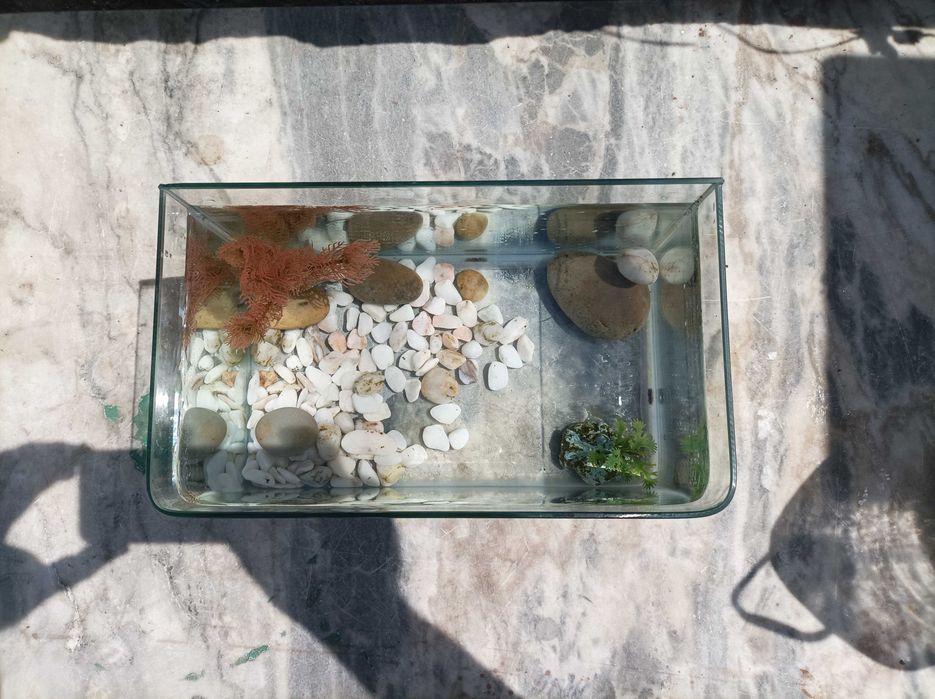 Aquário Com Decoração