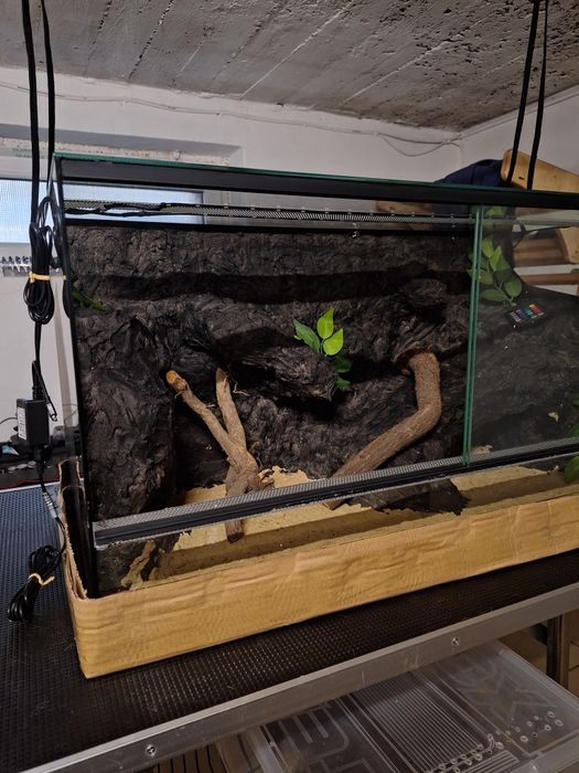 Terrarium gekon lamparci jaszczurka agama