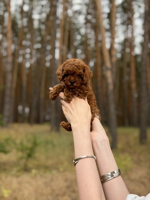 Toy poodle, той пудель red
