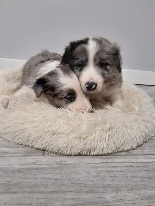 Border Collie blue merle piesek