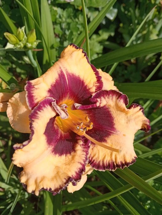 Хости та інші багаторічні рослини