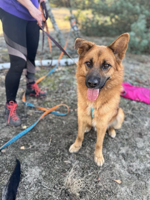 Fox - pies idealny do adopcji