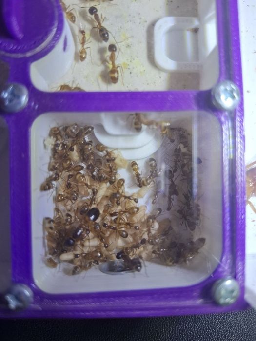 Продам мурах Camponotus pseudoirritans