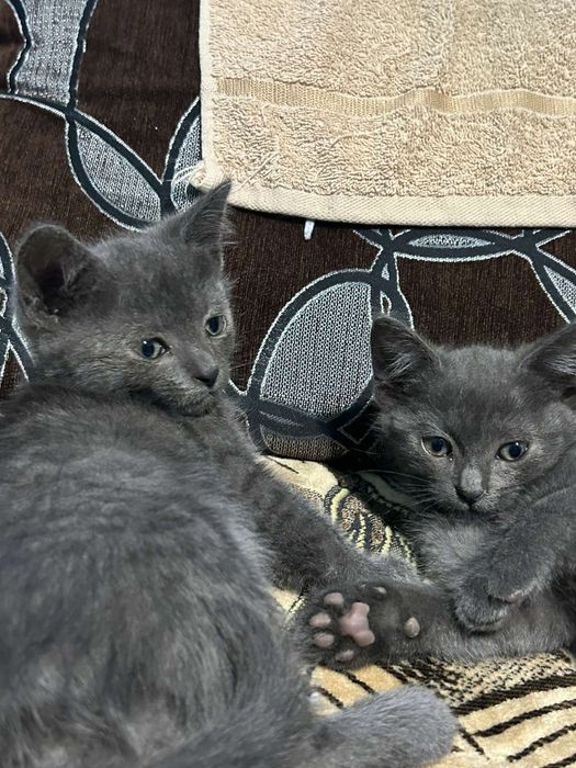 Британські кошенята