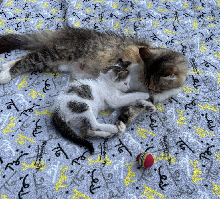 Не пожалеете!) Котёночек. Мальчик , очень понятливый, любящий общение